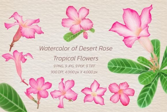 Bringing the Tropics to Life: The Watercolor of Desert Rose - Tropical Flow Collection