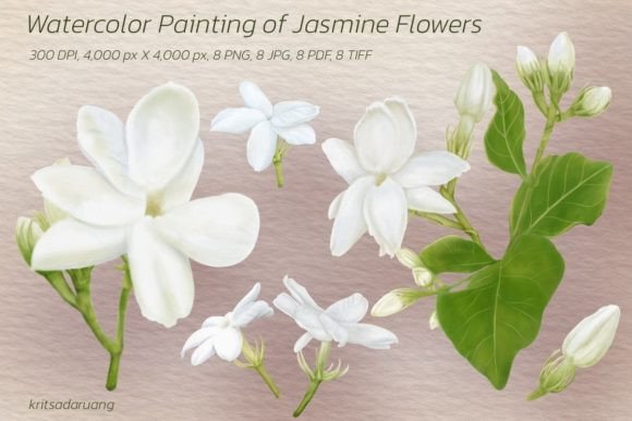 Jasmine Flowers