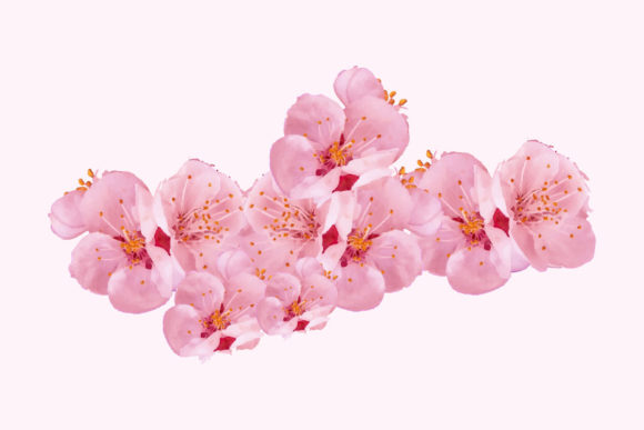 Sakura Cherry Blossom Flower Painting